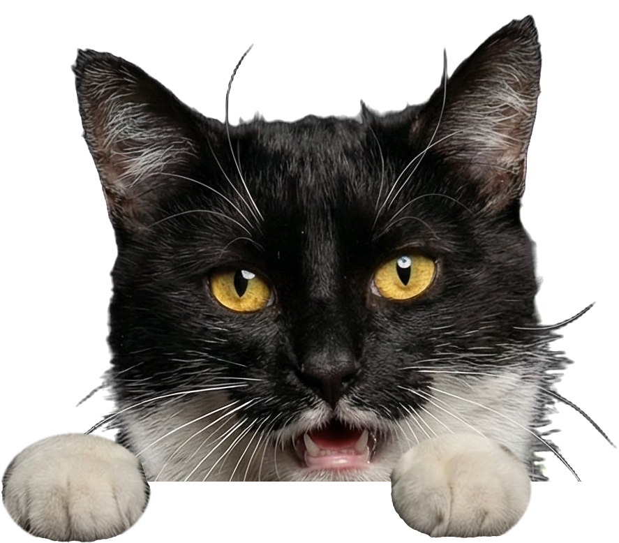 Luna, die schwarz-weiße Bürokatze, schaut über die Kante